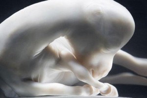 12 Amazing Unborn Animals Photos
