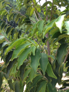 Miracles of Gaharu (Agarwood) plants